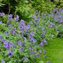 Geranium 'Rozanne' borderbeplanting